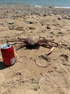 Cool crab in sunnies (not our doing I should add!)